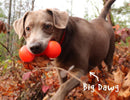 RuffDawg Big Dawg Barbell - Pisces Pet Emporium