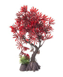 Aqua-Fit Japanese Maple Bonsai - Pisces Pet Emporium