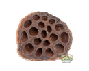 NewCal Lotus Pods Natural Hide Fish Reptile | Pisces