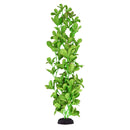 Underwater Treasures Bacopa Monnieri | Pisces