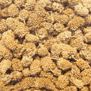 Higgins Sunburst Millet Bits - Pisces Pet Emporium