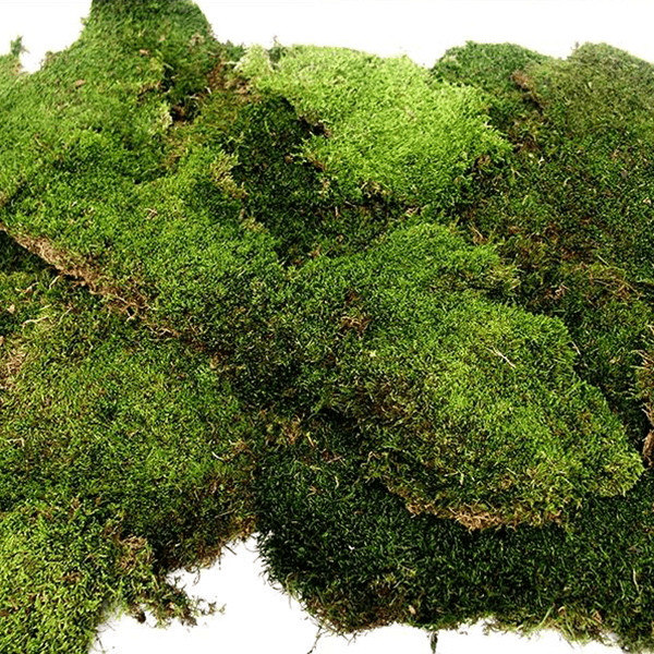 Galapagos Sheet Moss - Pisces Pet Emporium