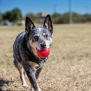 KONG Red Ball w/ Hole | Pisces