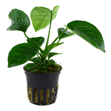 Tropica Blister Pack - Anubias barteri caladiifolia - Pisces Pet Emporium