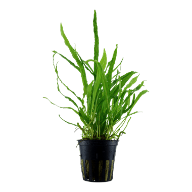 Tropica Blister Pack - Microsorum pteropus 'Narrow' - Pisces Pet Emporium