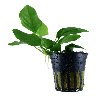 Tropica Blister Pack - Anubias barteri var. nana - Pisces Pet Emporium