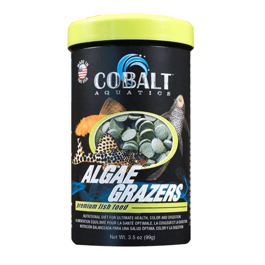 Cobalt Algae Grazers - Pisces Pet Emporium