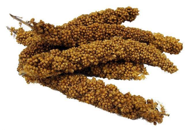 Brown's Tropical Carnival Mini Spray Millet - 113g - Pisces Pet Emporium