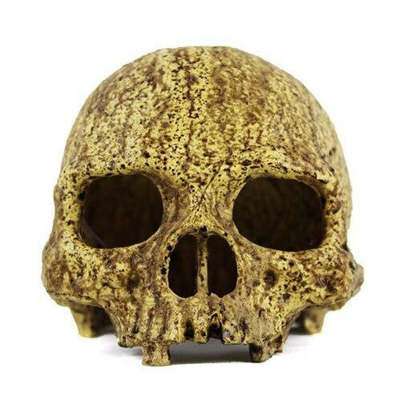 Pangea Human Skull Cave - Pisces Pet Emporium