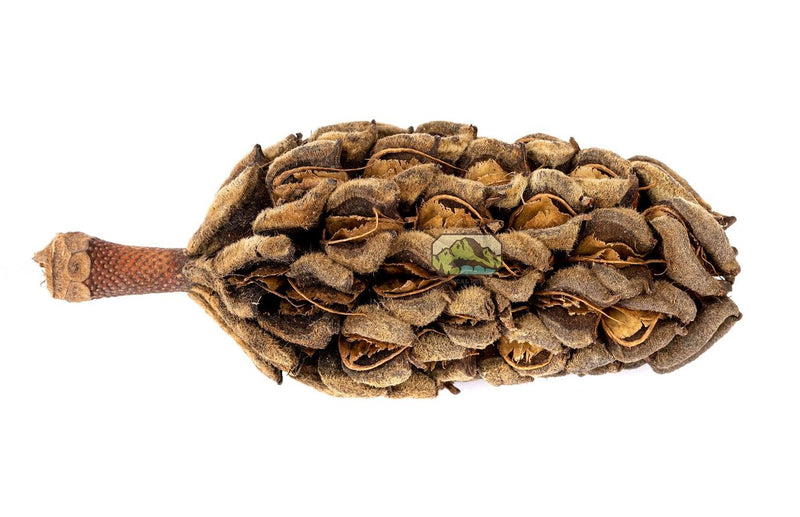 NewCal Magnolia Pods Natural Terrarium Decor | Pisces