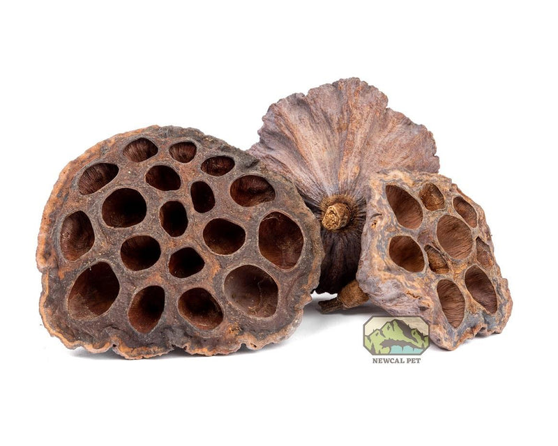 NewCal Lotus Pods Natural Hide Fish Reptile | Pisces