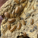 Isopods - Porcellio laevis ‘Orange laevis’ | Pisces