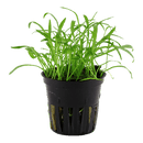Tropica Blister Pack - Lilaeopsis brasiliensis - Pisces Pet Emporium