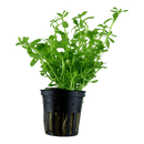Tropica Blister Pack - Bacopa monnieri 'Compact' - Pisces Pet Emporium
