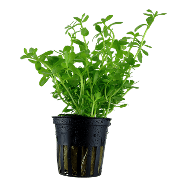 Tropica Blister Pack - Bacopa monnieri 'Compact' - Pisces Pet Emporium