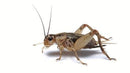 Pisces Crickets - 1 Week 25ct - Pisces Pet Emporium