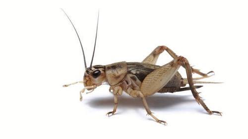 Pisces Crickets - 2 Week 25ct - Pisces Pet Emporium