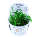 1-2-Grow! Blyxa japonica - Pisces Pet Emporium