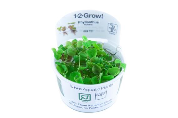 1-2-Grow! Phyllanthus fluitans - Pisces Pet Emporium