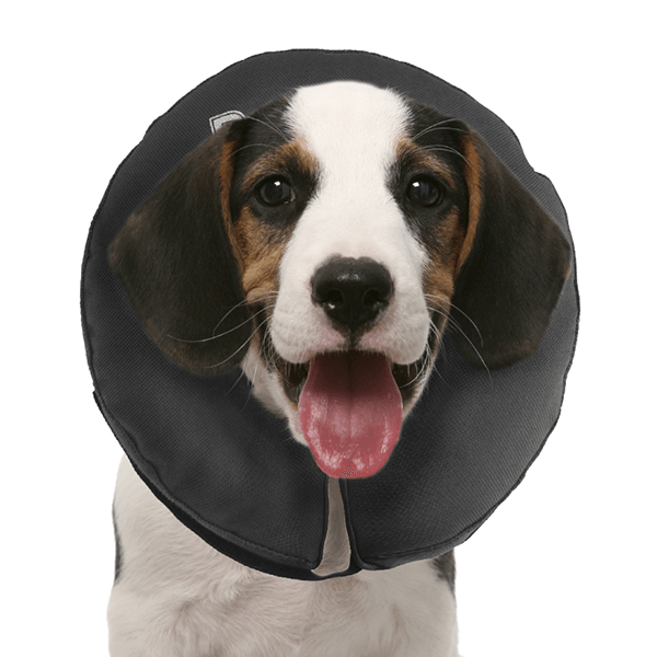 ZenPet Zen Collar The Original Pro Collar - Small - Pisces Pet Emporium