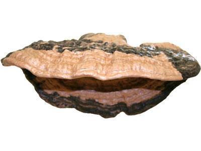 Pet-Tekk Magnaturals Mushroom Ledge - Large - Pisces Pet Emporium