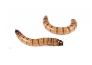 Pisces Super Worms - 100-Pack - Pisces Pet Emporium