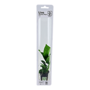Tropica Blister Pack - Anubias barteri caladiifolia - Pisces Pet Emporium