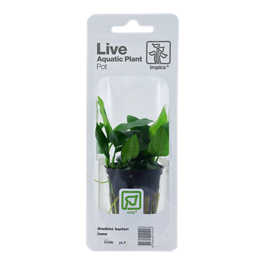 Tropica Blister Pack - Anubias barteri var. nana - Pisces Pet Emporium