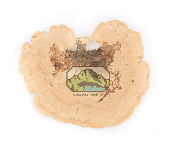 NewCal Sponge Mushrooms - 2 Pack - Pisces Pet Emporium