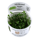 1-2-Grow! Marsilea crenata - Pisces Pet Emporium