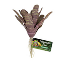 Zoo Med Naturalistic Flora - Chestnut Bromeliad - Pisces Pet Emporium