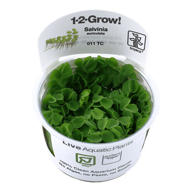 1-2-Grow! Salvinia auriculata - Pisces Pet Emporium