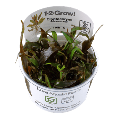 1-2-Grow! Cryptocoryne undulatus 'Red' - Pisces Pet Emporium
