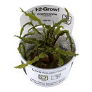 1-2-Grow! Cryptocoryne crispatula - Pisces Pet Emporium