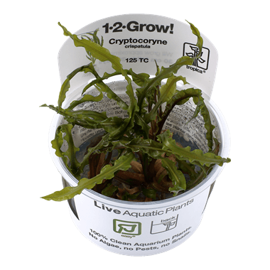 1-2-Grow! Cryptocoryne crispatula - Pisces Pet Emporium