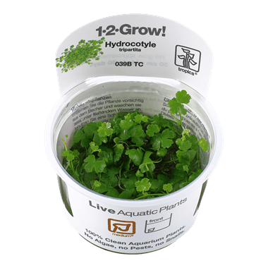 1-2-Grow! Hydrocotyle tripartita - Pisces Pet Emporium