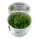 1-2-Grow Lilaeopsis brasiliensis - Pisces Pet Emporium