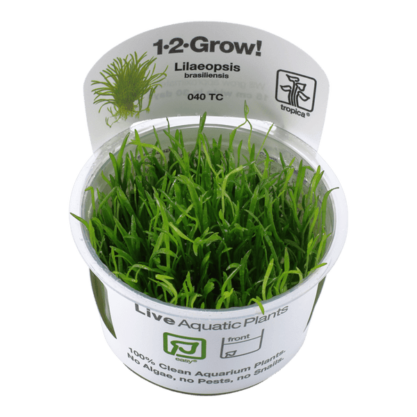 1-2-Grow Lilaeopsis brasiliensis - Pisces Pet Emporium