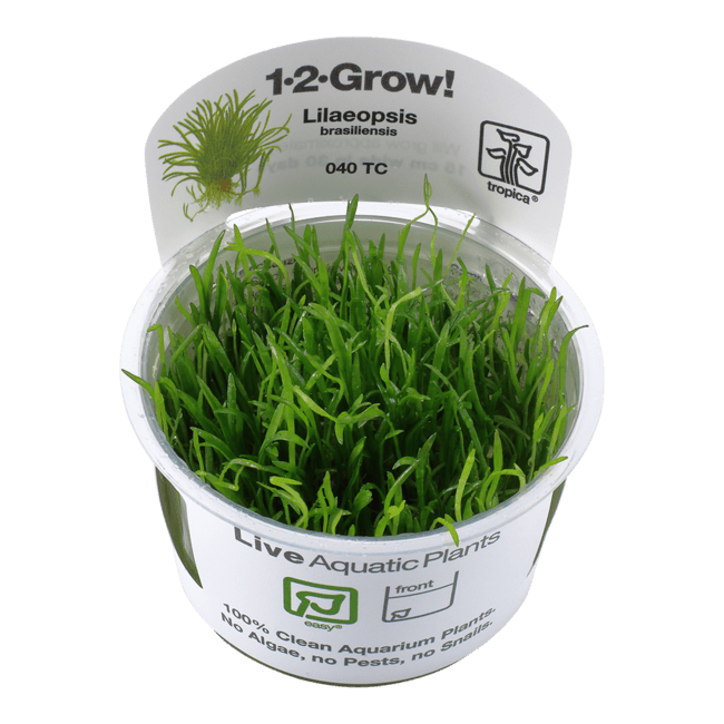 1-2-Grow Lilaeopsis brasiliensis - Pisces Pet Emporium