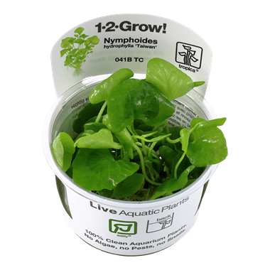 1-2-Grow! Nymphoides hydrophylla 'Taiwan' - Pisces Pet Emporium