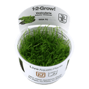 1-2-Grow! Vesicularia montagnei 'Christmas' - Pisces Pet Emporium
