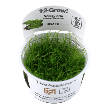 1-2-Grow! Vesicularia montagnei 'Christmas' - Pisces Pet Emporium