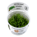 1-2-Grow! Vesicularia ferriei 'Weeping' - Pisces Pet Emporium