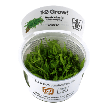 1-2-Grow! Vesicularia ferriei 'Weeping' - Pisces Pet Emporium