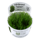 1-2-Grow! Taxiphyllum alternans 'Taiwan' - Pisces Pet Emporium