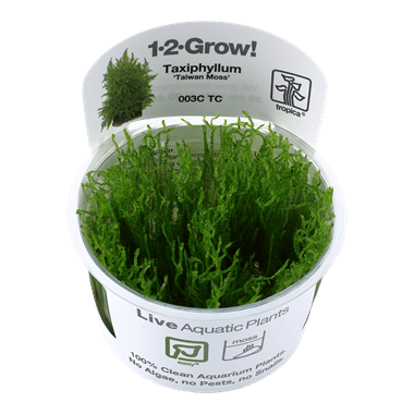 1-2-Grow! Taxiphyllum alternans 'Taiwan' - Pisces Pet Emporium