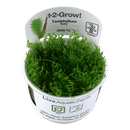 1-2-Grow Taxiphyllum 'Spiky' - Pisces Pet Emporium
