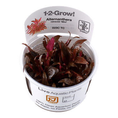 1-2-Grow! Alternanthera reineckii 'Mini' - Pisces Pet Emporium