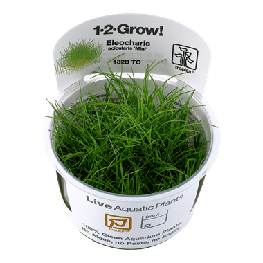 1-2-Grow! Eleocharis acicularis 'Mini' - Pisces Pet Emporium