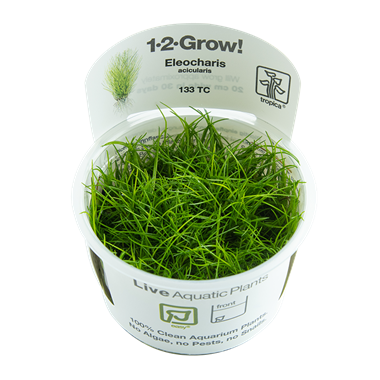 1-2-Grow! Eleocharis acicularis Plant | Pisces